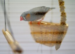 Recepce - zebřičky