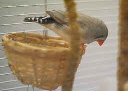 Recepce - zebřičky